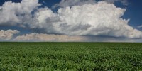 image: Nanoparticles Harm Crops