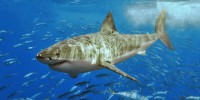 image: Stalking Sharks