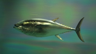How Green Are Your Fish? image: How Green Are Your Fish?