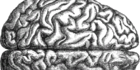 image: Neuroscientist Falsifies Data?