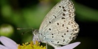 image: More Mutations in Fukushima Butterflies