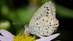 More Mutations in Fukushima Butterflies image: More Mutations in Fukushima Butterflies