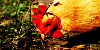 image: H5N1 Moratorium Extended