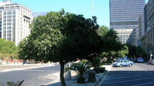 Green Cities Reduce Pollution image: Green Cities Reduce Pollution