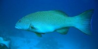 image: Cancer Claims Fish