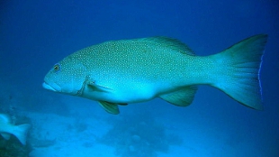 Cancer Claims Fish image: Cancer Claims Fish