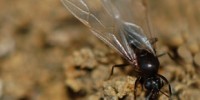 image: Day of the Flying Ants
