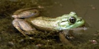 image: Frog-Killing Fungus Thrives