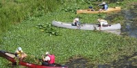 image: School Teachers Release Invasives