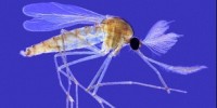 image: Texan West Nile Concerns