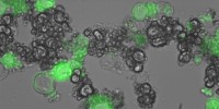 image: Next Generation: In Vivo Drug Factories