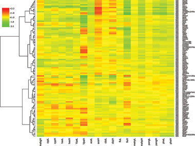 TOXIC ACTIVATION: In mouse ESCs that are turning into neurons, exposure to higher concentrations of toxic substances triggers greater expression changes (red) of certain genes.