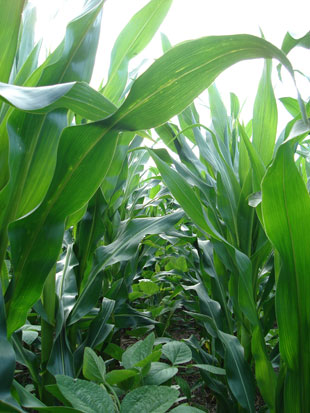 A field of corn (taller plants) and soybean is sown in order to get alternating rows of each crop and improve the interactions between plants. Soybean provides nitrogen to the soil and corn provides organic material.