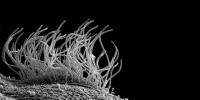 image: Of Frogs and Embryos