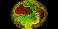 This image of a frog embryo is part of a series that shows of images that captures the internal events of gastrulation. The stage of gastrulation captured in this image shows the initial stages of the primitive gut formation.Courtesy of John Wallingford