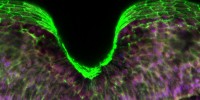 This image shows the formation of the Xenopus (a genus that encompasses 20 species of aquatic frogs) neural plateCourtesy of John Wallingford