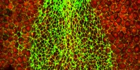 This image shows how the cytoskeletal protein actin assembles in the closing neural tube of a Xenopus embryo.Courtesy of John Wallingford