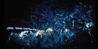 Woods Hole's deep-ocean research submersible, ALVIN, extends its meter-long temperature probe toward a community of galatheid crabs and mussels.Robert Hessler, Scripps Institution of Oceanography