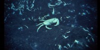A community of cancroid crab and serpulid worms photographed by Robert Hessler during the 1979 expedition to the Galápagos Rift. Woods Hole Oceanographic Institution Archives