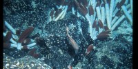 A brotulid fish swims through a community of tube worms and cancroid crabs in a Galápagos Rift vent.Woods Hole Oceanographic Institution Archives