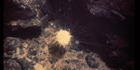 This animal is a kind of siphonophore (a colonial cnidarian), commonly referred as 
