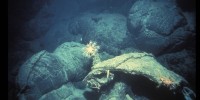 A reddish octocoral and brittle star are suspended over pillow shaped lava Woods Hole Oceanographic Institution Archives