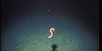 A fuschia-colored holothurian, or sea cucumberJohn B. Corliss, Oregon State University
