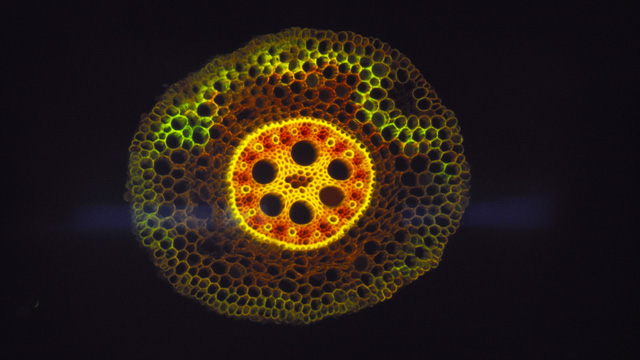 Light micrograph of a cross-section of a corn root, showing the monocot vascular systemP. Dayanandan / Photo Researchers, Inc.