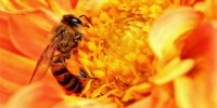 image: Controlling Bee Fate