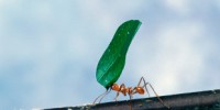 image: Ants Select Better Microbes