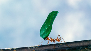 Ants Select Better Microbes image: Ants Select Better Microbes
