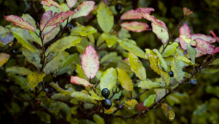 Pseudowintera colorata, a plant species used medicinally in New Zealand. Pseudowintera species are used traditionally by Maori people to treat skin conditions, respiratory problems, and to help heal wounds.