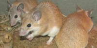 image: Regenerating Rodent