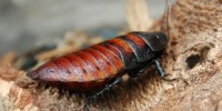 image: Roaches to the Rescue