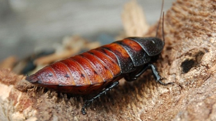 Roaches to the Rescue image: Roaches to the Rescue