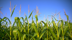 A Win for GM Crops image: A Win for GM Crops