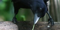 image: Crows Do It Again