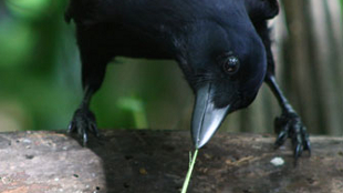 Crows Do It Again image: Crows Do It Again