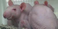 image: Lab Animals Lose Transportation