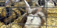 image: Measuring Rabbit Pain