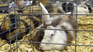 Measuring Rabbit Pain image: Measuring Rabbit Pain