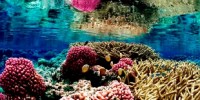 image: Mapping Coral Reefs