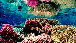 Mapping Coral Reefs image: Mapping Coral Reefs