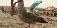 image: Dogs Improve Beach Sanitation