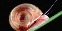 image: Extinction Risk for Invertebrates