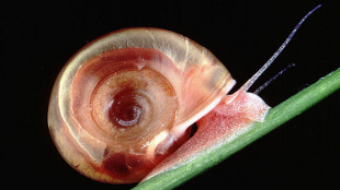 Extinction Risk for Invertebrates image: Extinction Risk for Invertebrates