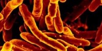 image: Beating Drug-Resistant TB