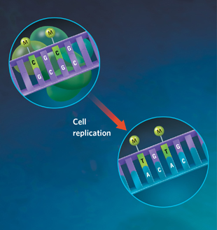 DIRECTING EVOLUTION: Epigenetic modification most often occurs on cytosines (C) that are followed by a guanine (G) (top). These methylated cytosines are more likely to undergo a chemical reaction that converts the C into a thymine (T), permanently changing the genetic sequence. When that altered sequence is replicated during cell division, the newly generated matching strand will copy this altered sequence (bottom), giving the next generation a slightly altered genomic manuscript. This new manuscript could alter the structure of the encoded protein, or change the mRNA homology sequence for lncRNA binding, rendering the lncRNA unable to bind and suppress that gene, thus allowing the altered sequence to be transcribed again. View full size JPG | PDF