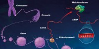 image: The Epigenetic Lnc