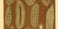 image: The Salinella salve Mystery